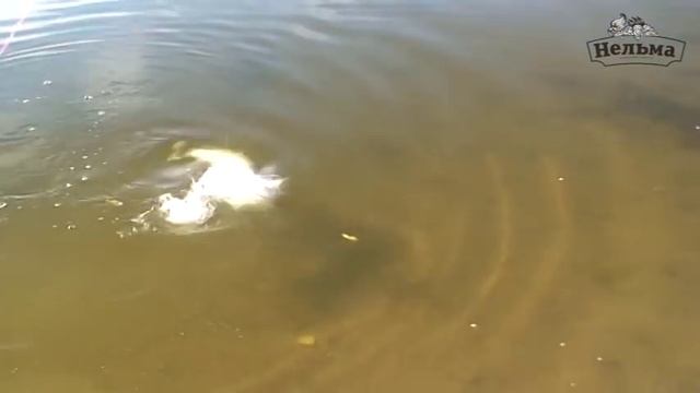 Рыбалка джигом на Ахтубе. Катушка Нельма смотреть онлайн