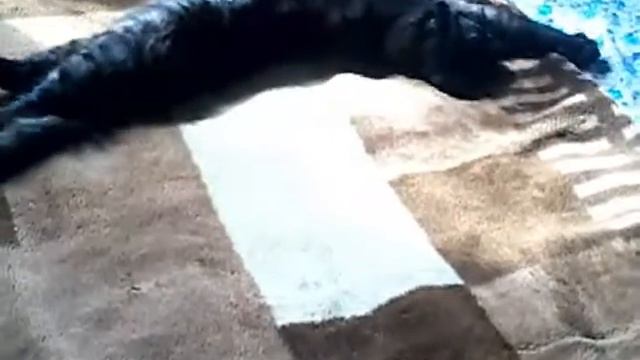 Мой кот отдыхает смотреть онлайн