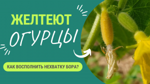 Нехватка бора у огурцов. Где взять быстродоступный бор?
