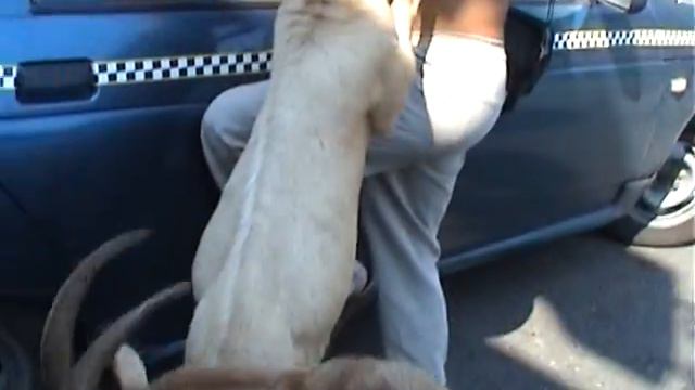 Козья любовь смотреть онлайн