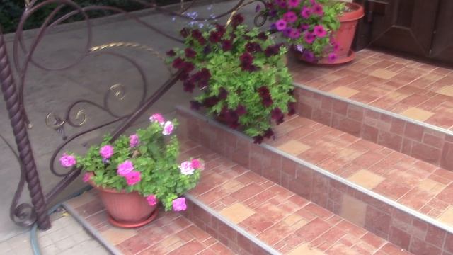 Цветы в кашпо в жару июля.mp4 смотреть онлайн