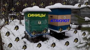 Синицы на пасеке. Что делать?