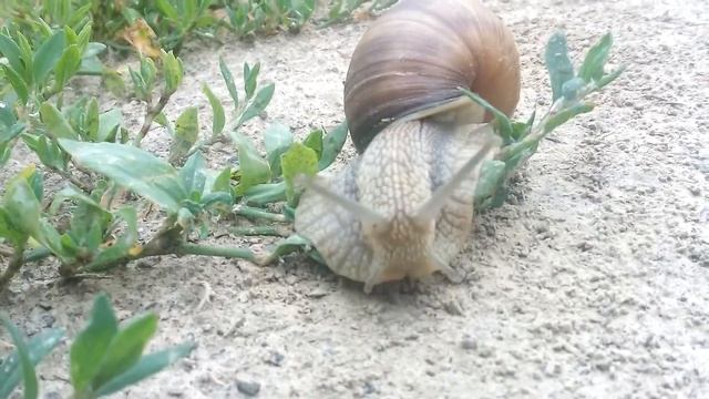 Гигантская улитка, Королевская улитка в Массачу́сетсе США смотреть онлайн
