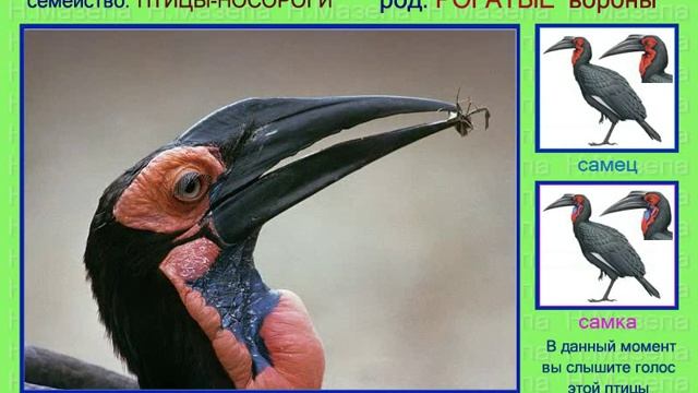 Ворон. Кустарниковый. Рогатый. Голоса птиц смотреть онлайн