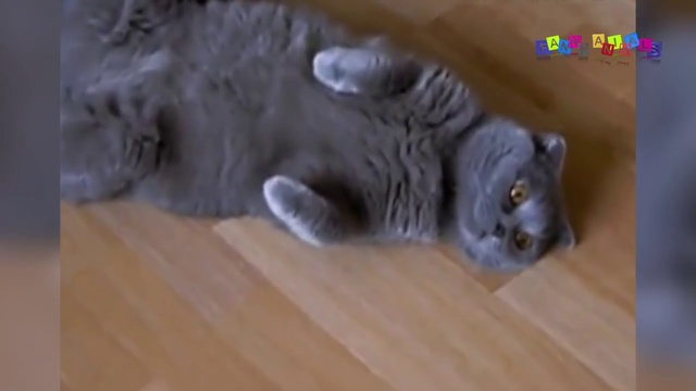 Уставшие, ленивые коты. смотреть онлайн