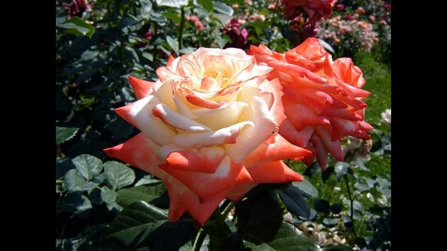 Розы чайно гибридные . Самые устойчивые сорта . смотреть онлайн