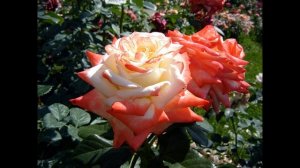 Розы чайно гибридные . Самые устойчивые сорта .