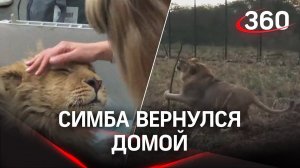 Прощай, Симба! Спасённый львёнок из Челябинска прилетел в Танзанию