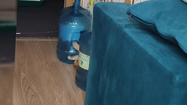 Мася - силач)))