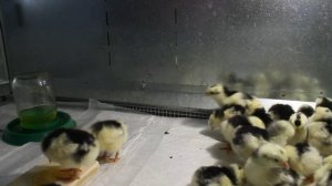 УЧИМ ЦЫПЛЯТ ЕСТЬ , СТАРИННЫЕ СЕКРЕТЫ ПТИЦЕВОДСТВА.