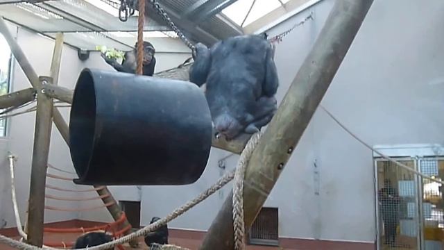 Chimpanzee шимпанзе