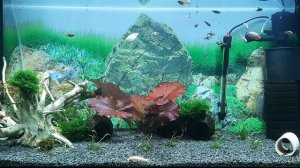 Аквариум на 200 литров. Разнообразие рыб.