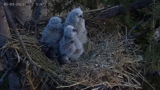 Albert bring another rodent for the owlets смотреть онлайн