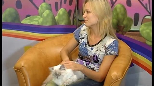 Невские маскарадные кошки на "1 Севастопольском" (1) смотреть онлайн