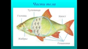 Ознакомление с окружающим миром в средней группе. Тема « Рыбы».
