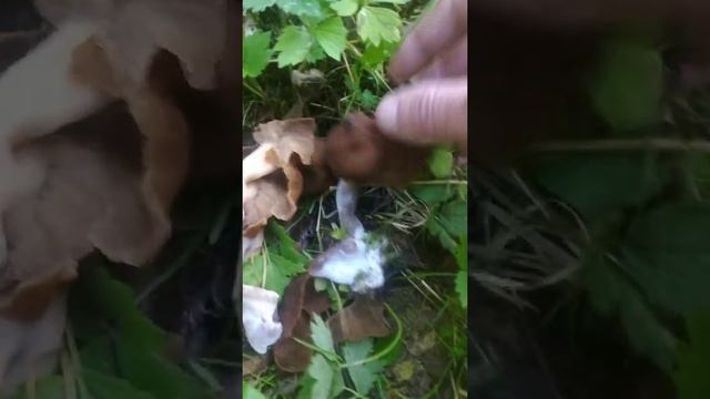 страчок осенний смотреть онлайн