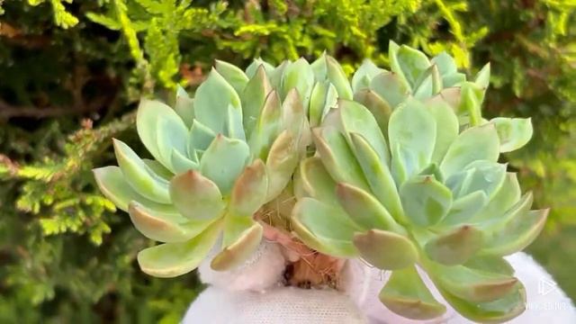 Echeveria Dentra Jam смотреть онлайн