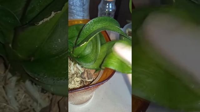 Эксперимент. Выращивания деток из цветоносов в бутылки . смотреть онлайн