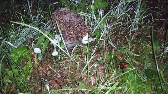 Снова встретил ёжика. Ёжик бежит по травке и пыхтит смотреть онлайн