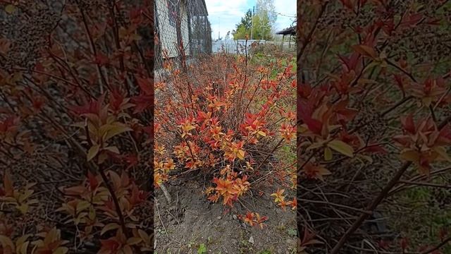 Спирея Голдфлейм смотреть онлайн
