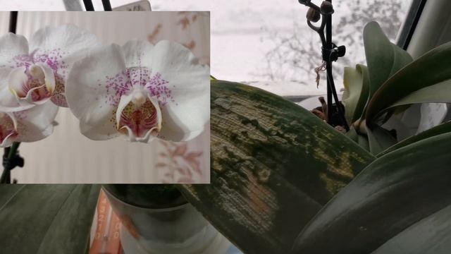 Обзор орхидей цветущих в зимний период. Условия содержания.