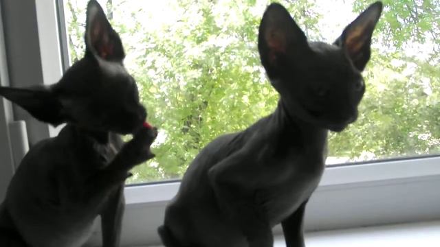 Канадский сфинкс малыши смотреть онлайн