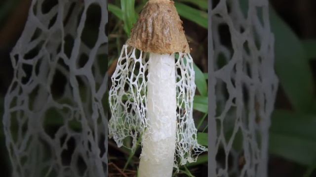 Гриб Веселка полезные свойства смотреть онлайн