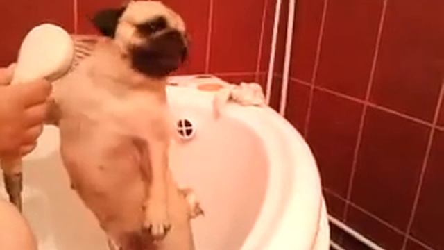 мопс русалка смотреть онлайн