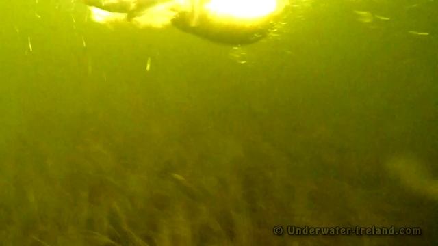 Fishing test pike attacks. Can fish see hooks p.1? Hechtangeln. Gäddfiske. Рыбалка щука атака смотреть онлайн