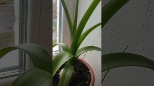 ?????? ЦЕЛЕБНЫЕ СВОЙСТВА! ИНДИЙСКОГО ЛУКА!