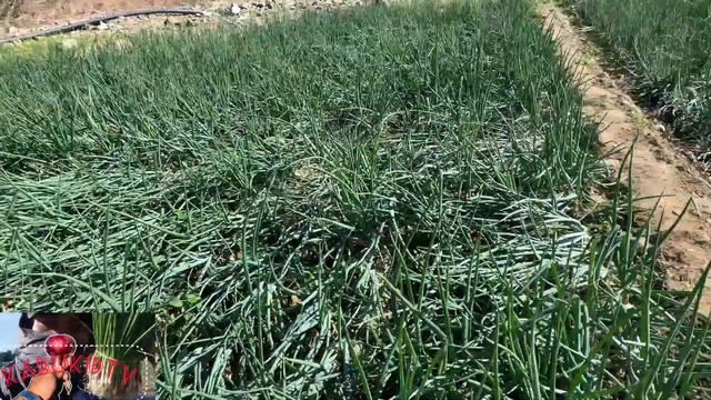 Sibuyas mr.natodok garcia pang 300bags feb🤫harvest na red allium variety смотреть онлайн