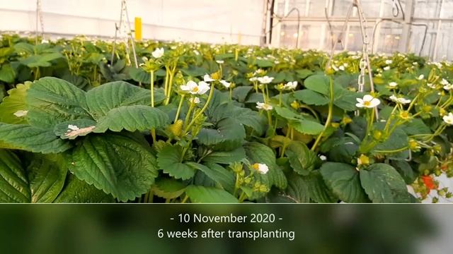 F1 hybrid strawberry 'Soraya' demo cultivation 2020-2021 смотреть онлайн