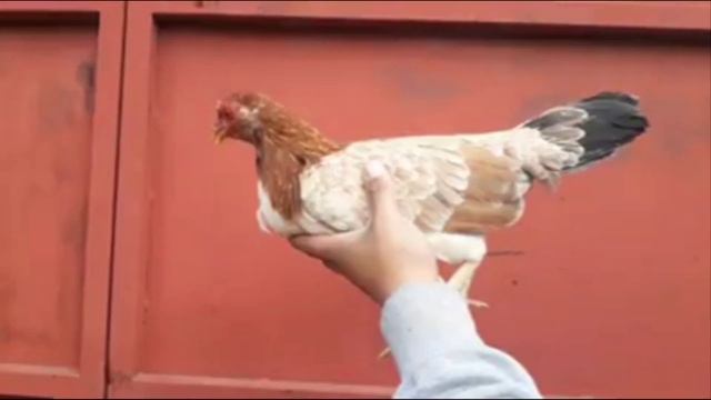 Gallo y Gallina Sweater Dink Fair y Gallina Lacy Roundhead смотреть онлайн