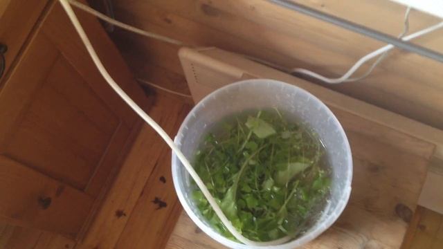 Что такое озонатор. Как очищать продукты озонатором смотреть онлайн