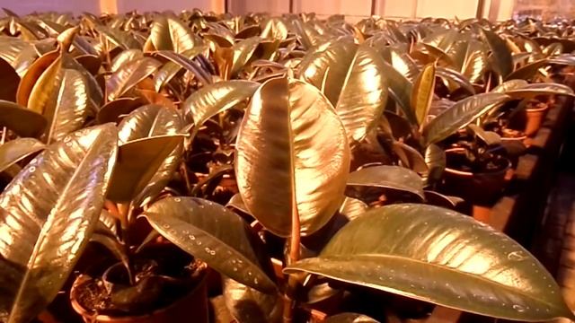 Купить растение "Фикус Эластика" в интернет-магазине Hoga.ru смотреть онлайн