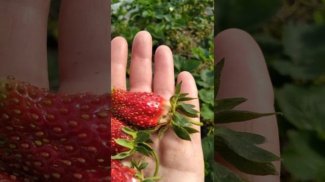 сорт купчиха смотреть онлайн