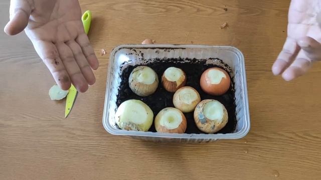 САМЫЙ ПРОСТОЙ СПОСОБ ВЫРАЩИВАНИЯ ЗЕЛЕНОГО ЛУКА НА ПОДОКОННИКЕ смотреть онлайн