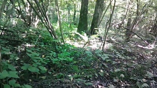 Нашел лисички рекордных размеров!!! Лето 2022 выдалось феноменальным!!!!! смотреть онлайн