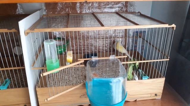 Разведение канареек. Вылупление птенцов и их кормление. смотреть онлайн