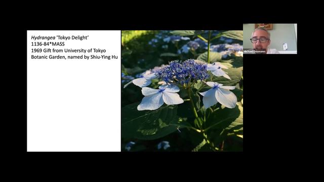 “Painting Edo” at the Arnold Arboretum: Hydrangeas смотреть онлайн