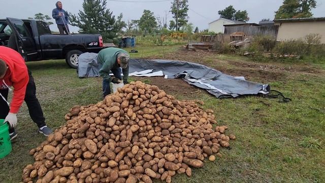 ЕЗДИЛИ ЗА КАРТОШКОЙ / ОТЛИЧНЫЙ УРОЖАЙ смотреть онлайн