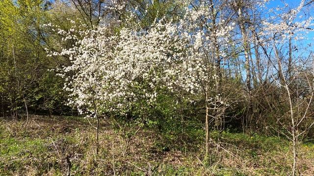 Spring Sounds of Nature and a Blooming Garden смотреть онлайн
