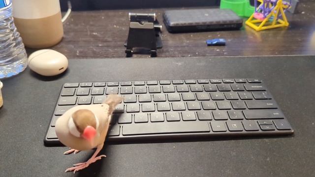 Java Finch occupying my work space смотреть онлайн