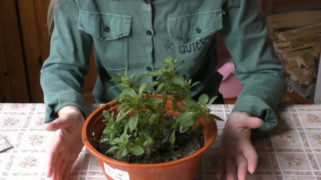 Как избавится от вредителей на комнатных цветах и укорененной петунии смотреть онлайн