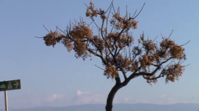 СИЦИЛИЯ КАКУЮ РЫБУ МЫ ЕДИМ смотреть онлайн