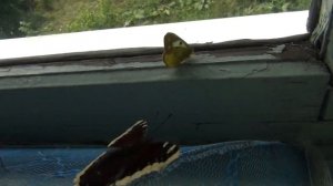 Гусеница Махаона (Papilionidae), бабочка Тра́урница, бабочка Павлиний глаз,  бабочка Крапивница.