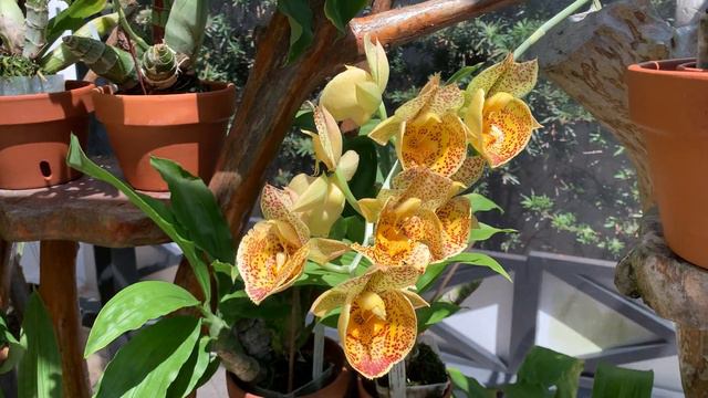 Catasetum Schmidtianum, Ctsm. Susan Fuchs , Ctsm Expansum, Ctsm. Hat Trick, Ctsm. Alexis Pardo.