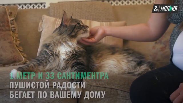 Самый длинный кот Книга рекордов Гиннесса смотреть онлайн