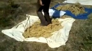 Как мы собираем амарант