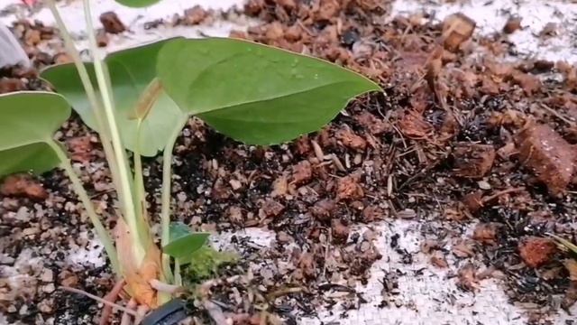 How to remove net pot before repotting anthurium 🌿#anthurium #anthuriumcare #plants смотреть онлайн